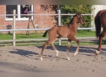 Hanoverian, Stallion, , 16,2 hh, Brown