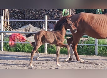 Hanoverian, Stallion, , 16,2 hh, Brown