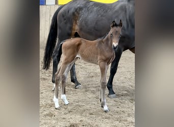 Hanoverian, Stallion, Foal (04/2026), 16,2 hh, Brown