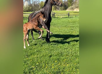 Hanoverian, Stallion, Foal (04/2026), 16,2 hh, Brown