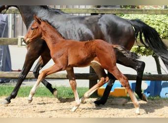 Hanoverian, Stallion, , 16,2 hh, Brown