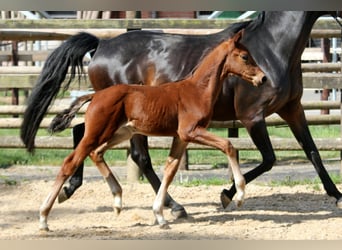 Hanoverian, Stallion, , 16,2 hh, Brown
