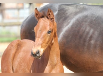 Hanoverian, Stallion, , 16,2 hh, Brown