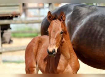 Hanoverian, Stallion, , 16,2 hh, Brown