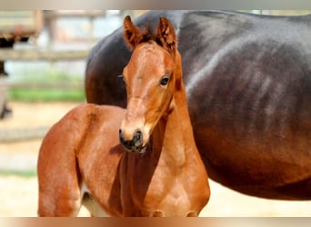 Hanoverian, Stallion, , 16,2 hh, Brown
