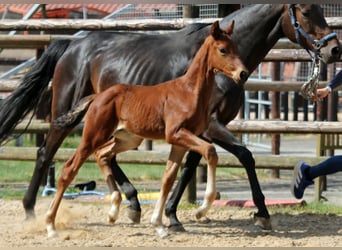 Hanoverian, Stallion, , 16,2 hh, Brown