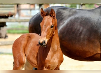 Hanoverian, Stallion, , 16,2 hh, Brown