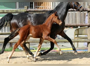 Hanoverian, Stallion, , 16,2 hh, Brown