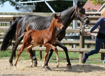 Hanoverian, Stallion, , 16,2 hh, Brown