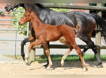 Hanoverian, Stallion, , 16,2 hh, Brown