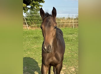 Hanoverian, Stallion, Foal (02/2025), 16,2 hh, Brown