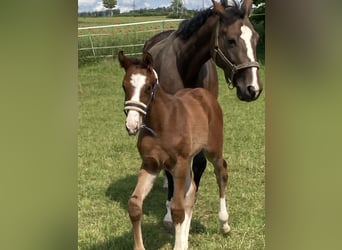 Hanoverian, Stallion, , 16,2 hh, Brown