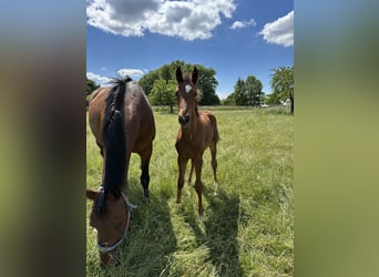 Hanoverian, Stallion, Foal (03/2025), 16,2 hh, Brown