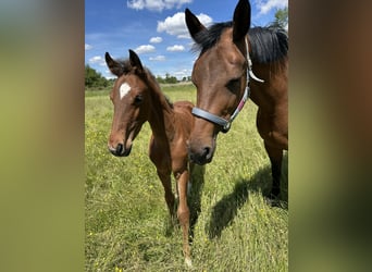 Hanoverian, Stallion, Foal (03/2025), 16,2 hh, Brown