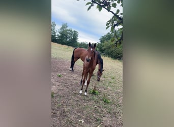 Hanoverian, Stallion, Foal (03/2025), 16,2 hh, Brown