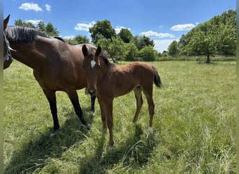 Hanoverian, Stallion, Foal (03/2025), 16,2 hh, Brown