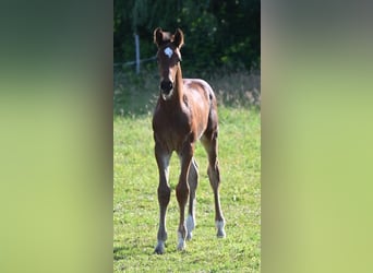 Hanoverian, Stallion, , 16,2 hh, Brown