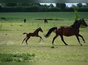 Hanoverian, Stallion, , 16,2 hh, Brown