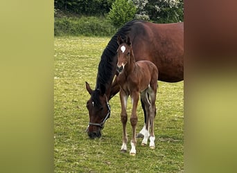 Hanoverian, Stallion, , 16,2 hh, Brown