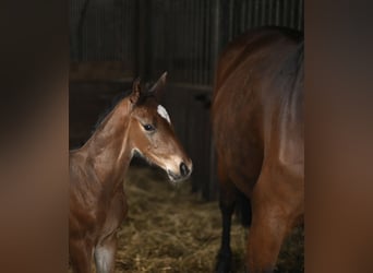 Hanoverian, Stallion, , 16,2 hh, Brown