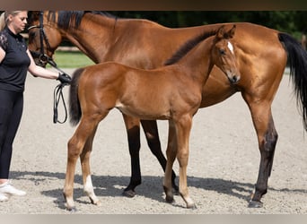 Hanoverian, Stallion, Foal (05/2025), 16,2 hh, Brown
