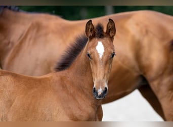 Hanoverian, Stallion, Foal (05/2025), 16,2 hh, Brown