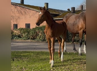 Hanoverian, Stallion, , 16,2 hh, Brown