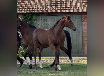 Hanoverian, Stallion, , 16,2 hh, Brown