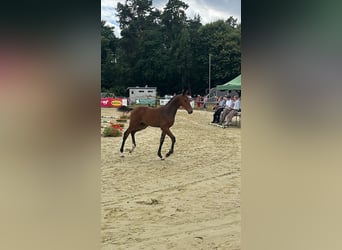 Hanoverian, Stallion, , 16,2 hh, Brown