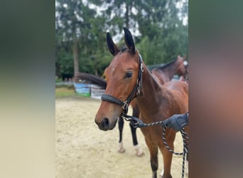 Hanoverian, Stallion, , 16,2 hh, Brown