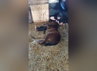 Hanoverian, Stallion, , 16,2 hh, Brown