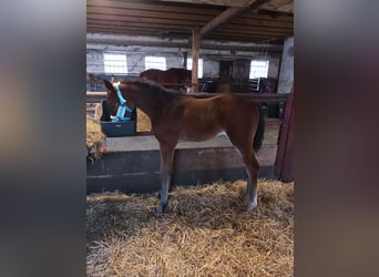 Hanoverian, Stallion, , 16,2 hh, Brown