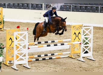 Hanoverian, Stallion, , 16,2 hh, Brown