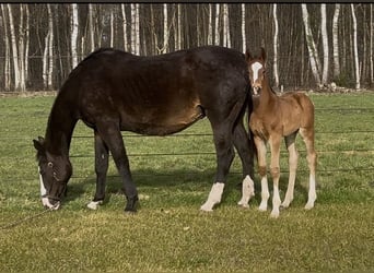 Hanoverian, Stallion, Foal (02/2026), 16,2 hh, Brown