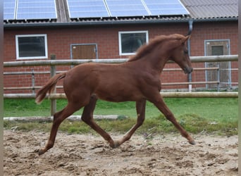 Hanoverian, Stallion, Foal (06/2025), 16,2 hh, Chestnut