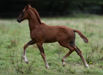 Hanoverian, Stallion, Foal (06/2025), 16,2 hh, Chestnut