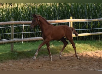 Hanoverian, Stallion, Foal (06/2025), 16,2 hh, Chestnut