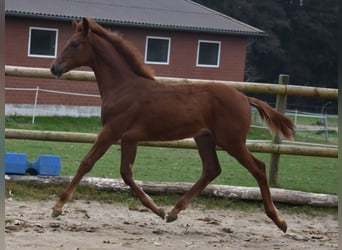 Hanoverian, Stallion, Foal (06/2025), 16,2 hh, Chestnut