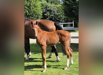 Hanoverian, Stallion, , 16,2 hh, Chestnut