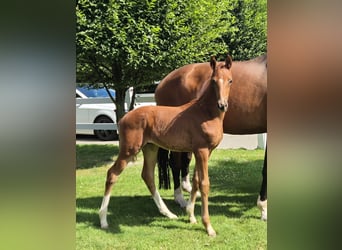 Hanoverian, Stallion, , 16,2 hh, Chestnut
