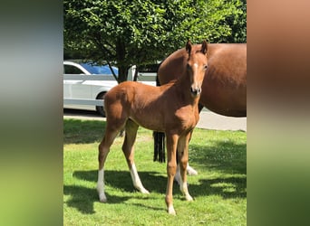 Hanoverian, Stallion, , 16,2 hh, Chestnut