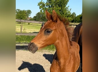 Hanoverian, Stallion, , 16,2 hh, Chestnut