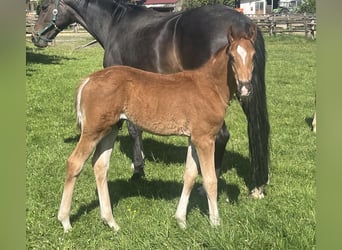Hanoverian, Stallion, , 16,2 hh, Chestnut