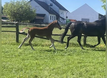 Hanoverian, Stallion, , 16,2 hh, Chestnut