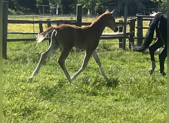 Hanoverian, Stallion, , 16,2 hh, Chestnut