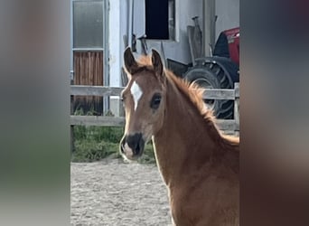 Hanoverian, Stallion, , 16,2 hh, Chestnut