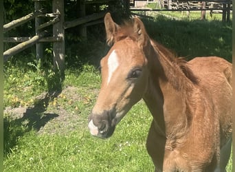 Hanoverian, Stallion, , 16,2 hh, Chestnut