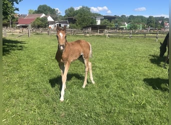 Hanoverian, Stallion, , 16,2 hh, Chestnut