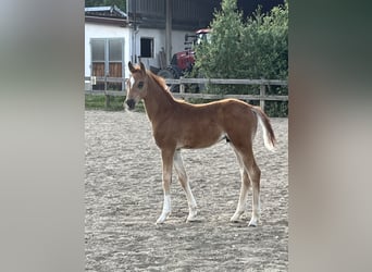 Hanoverian, Stallion, , 16,2 hh, Chestnut