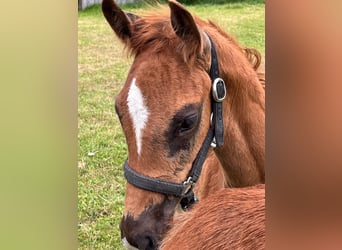 Hanoverian, Stallion, , 16,2 hh, Chestnut